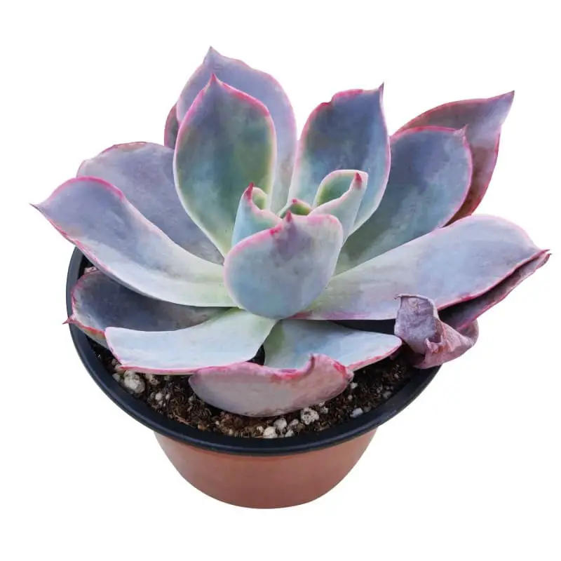 Echeveria ‘Afterglow’.