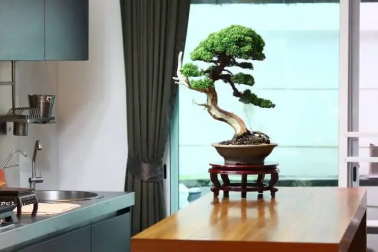 Bonsai Trees