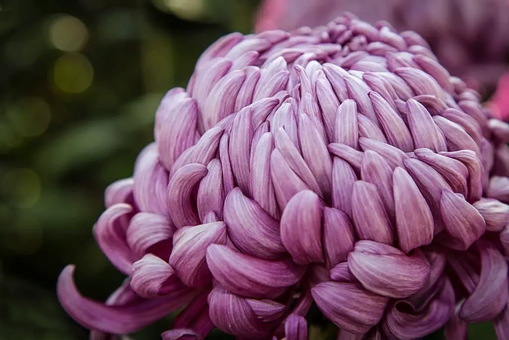 Incurve Blooms (Incurve Chrysanthemum).