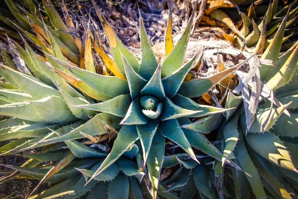 Desert Agave (Agave deserti)