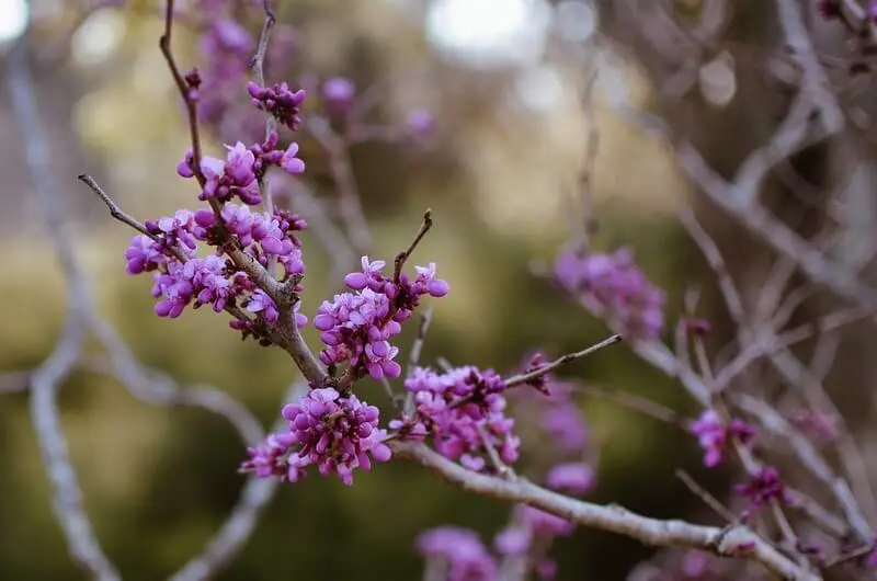 Eastern Redbud (Cercis canadensis ‘Canadensis’)