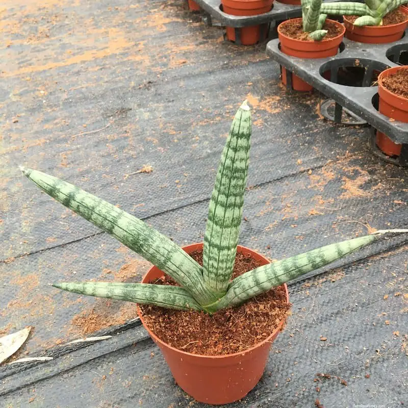 Sansevieria Cylindrica ‘Boncel’ (Starfish Sansevieria)