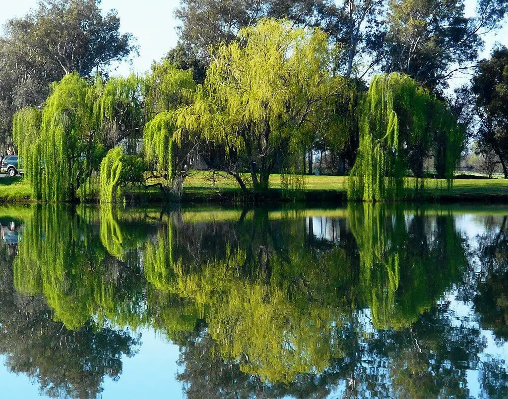 Weeping willow trees