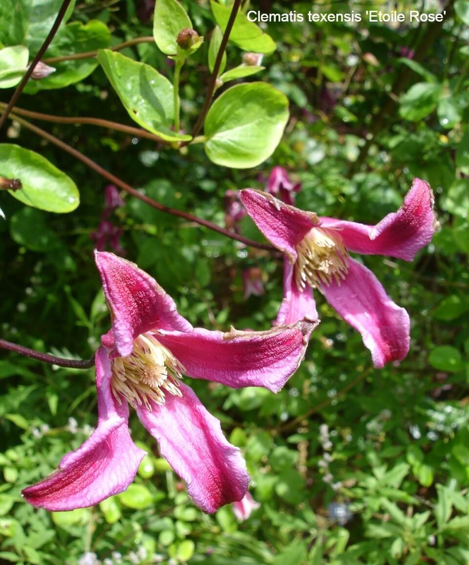 Late Summer Flowering Clematis