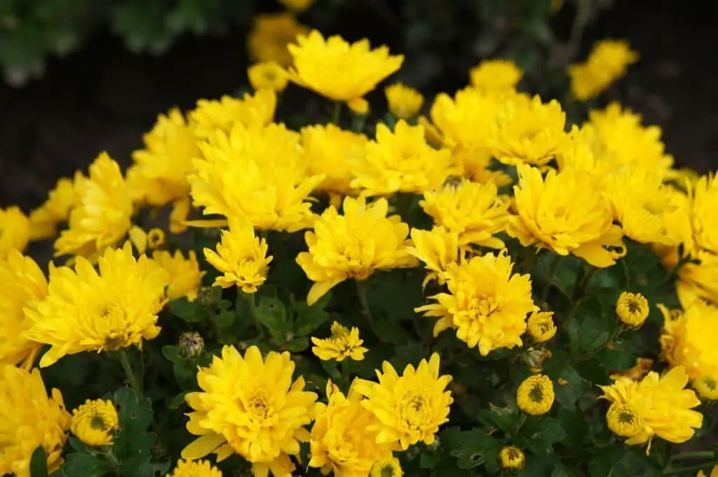 ‘Daybreak’ Anemone Mum (Chrysanthemum ‘Daybreak’).