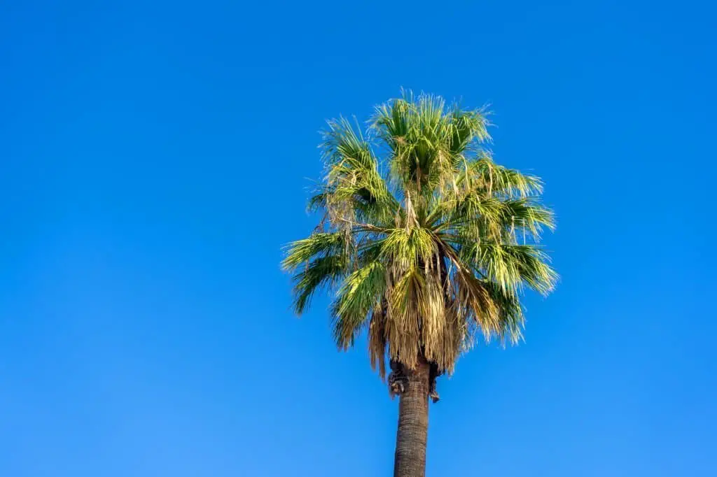 California Fan Palm (Washingtonia filifera).