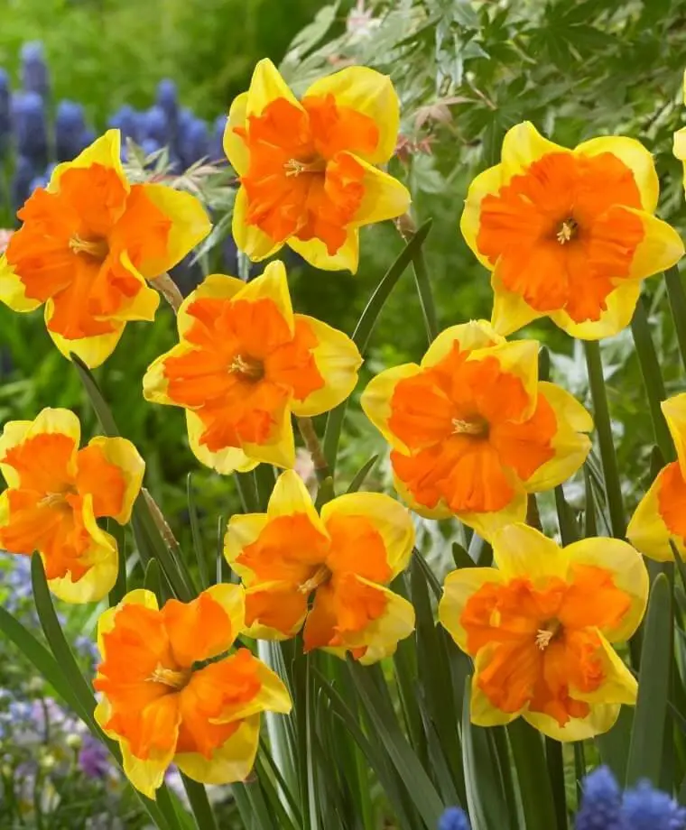 Daffodil Bulb Ideas for Autumn Gardening: Fall Bulb Planting Brings Narcissus Spring Flowers