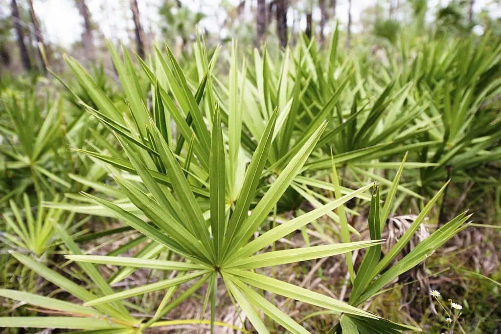 Saw Palmetto (Sereona).