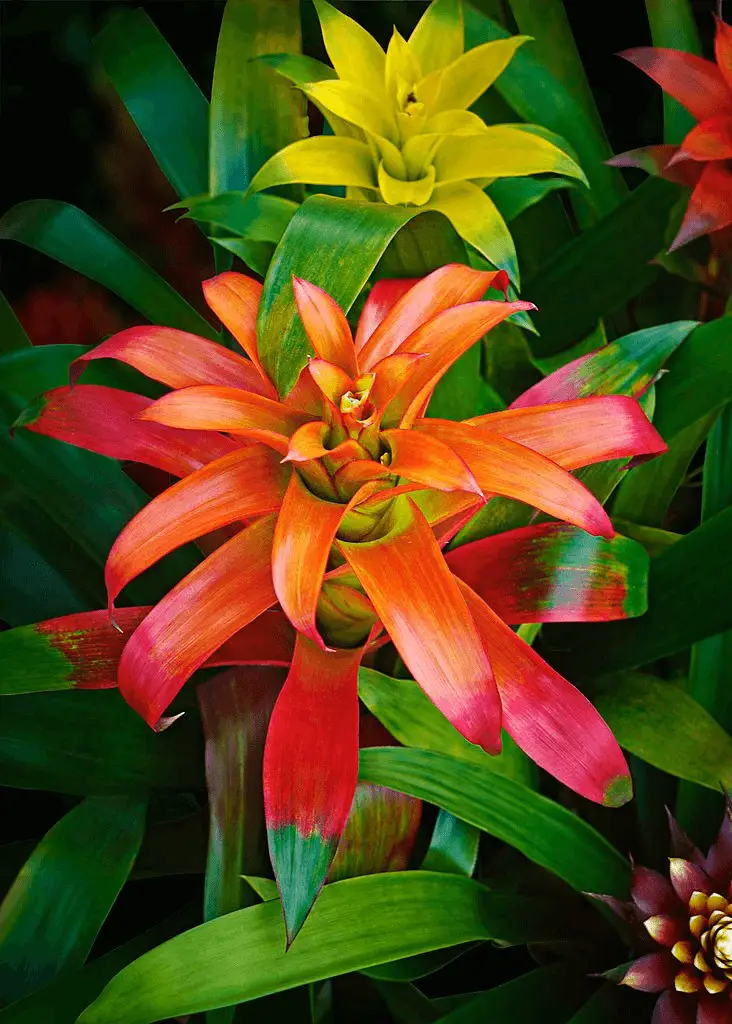 Bromeliad