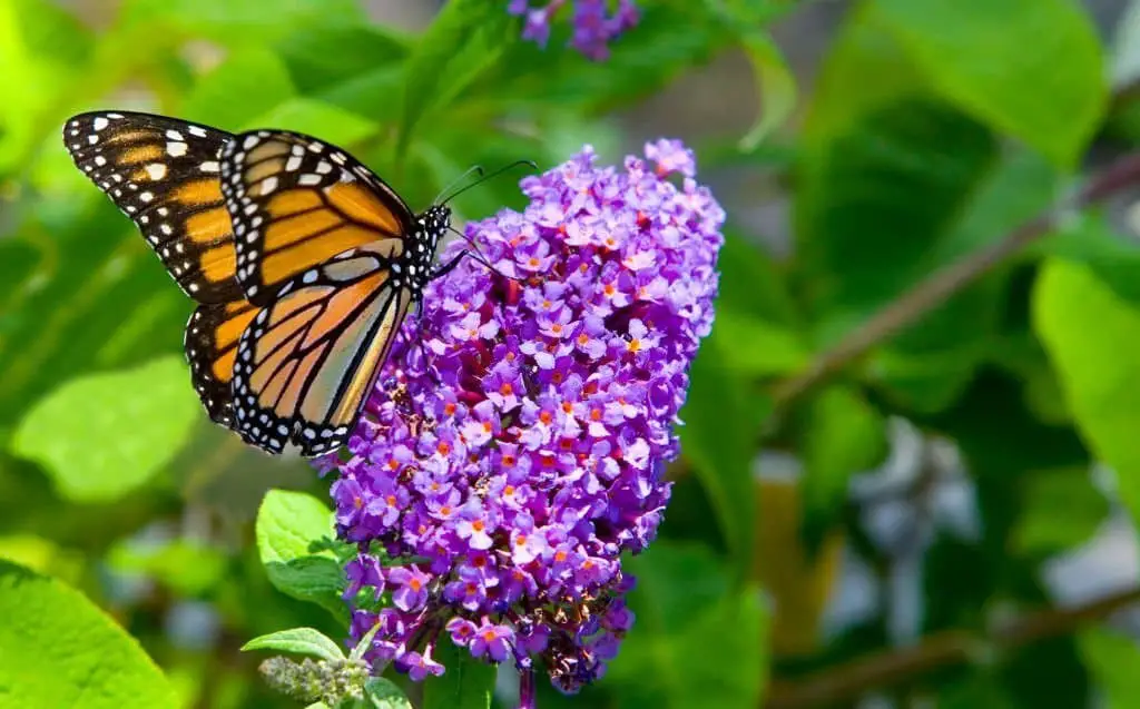 Butterfly Bush