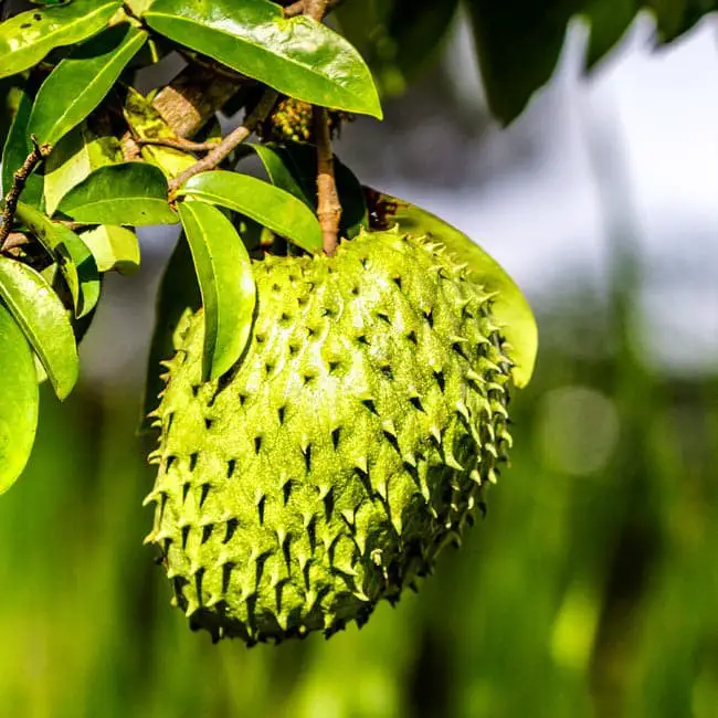 Soursop trees.