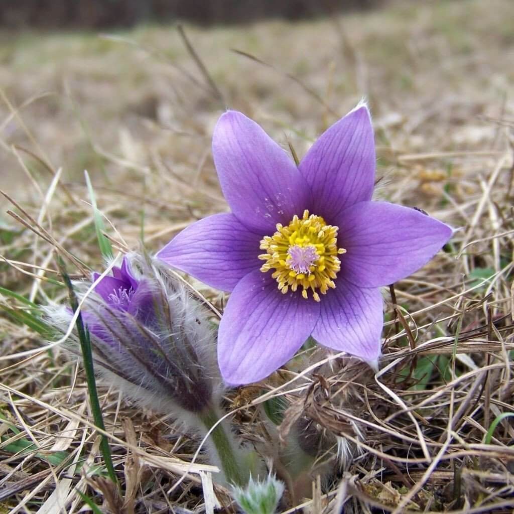 #1. Pasque flower (Anemone pulsatilla)