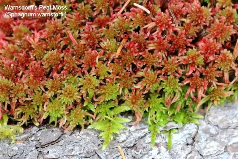 Warnsdorff’s Peat Moss (Sphagnum warnstorfii)