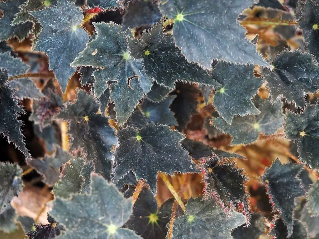 Rhizomatous begonias