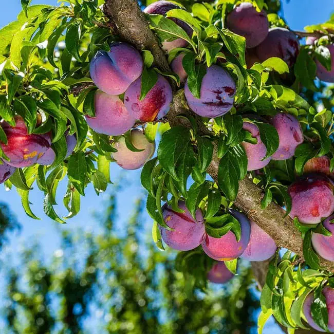 Plum trees.