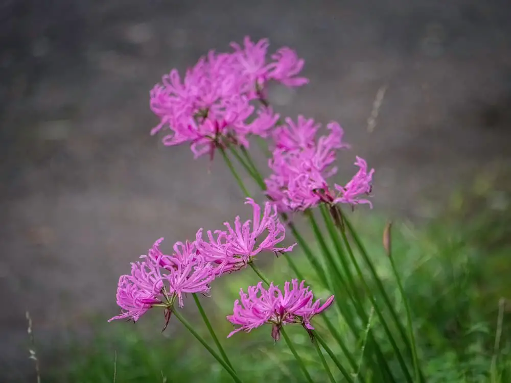 Pink agapanthus