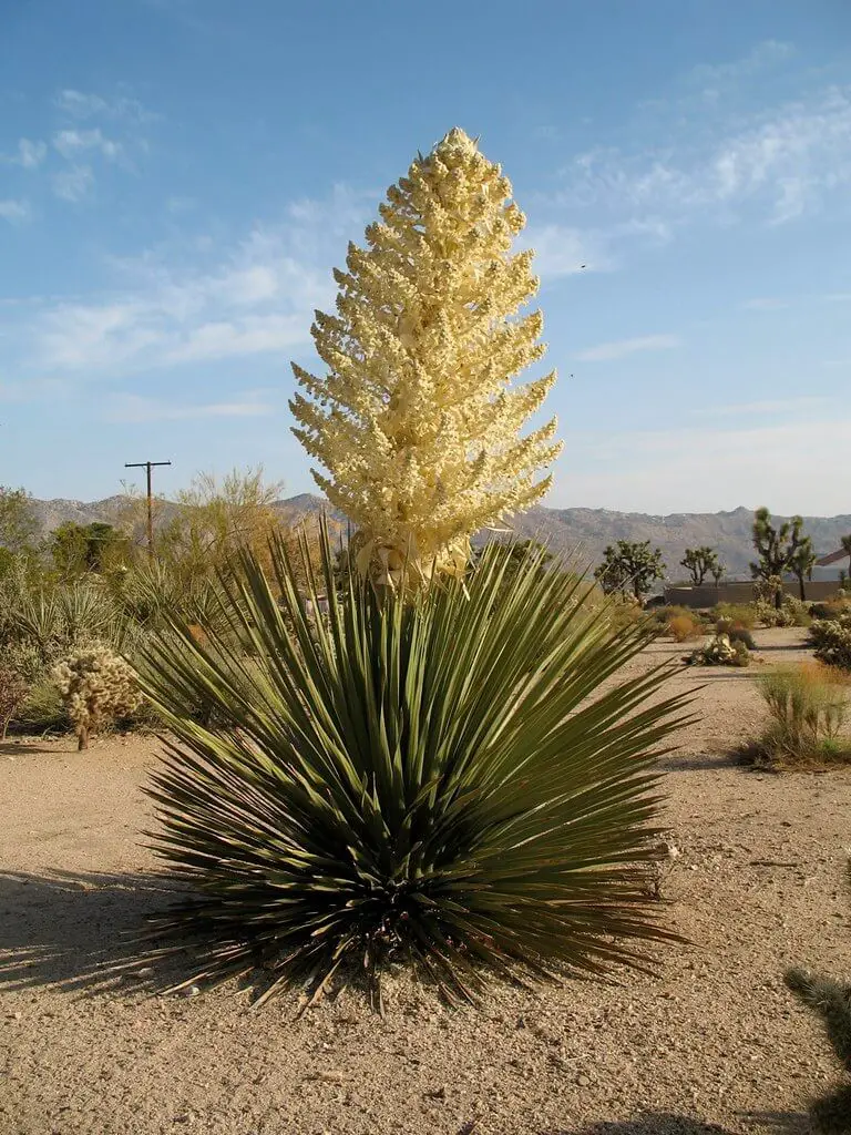 Yucca