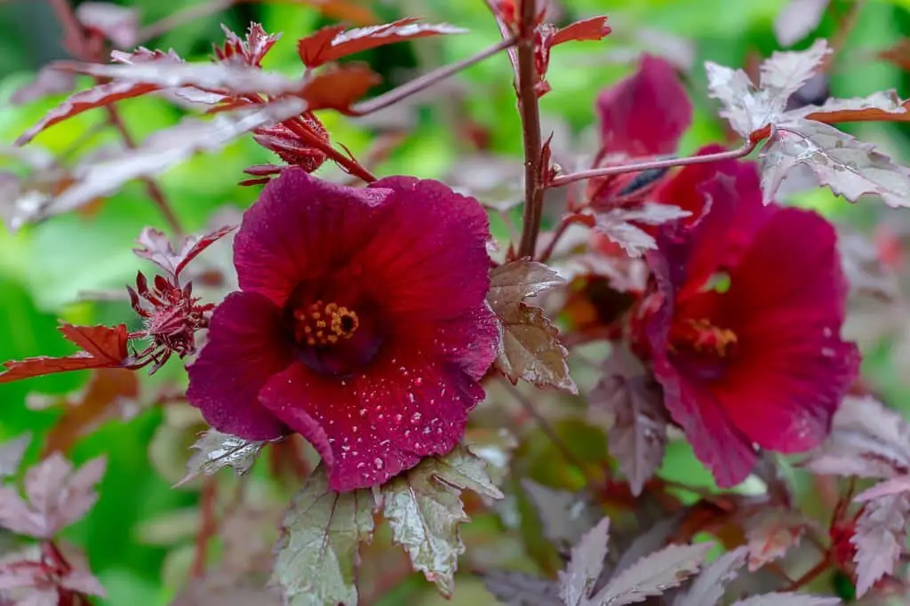 Hibiscus acetosella (Cranberry hibiscus)