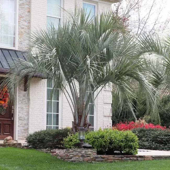 Jelly Palm or Pindo Palm (Cocos capitata).