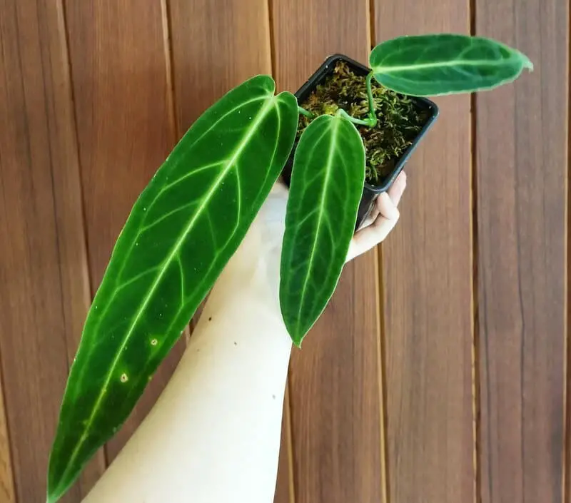 Anthurium Warocqueanum (Queen Anthurium)