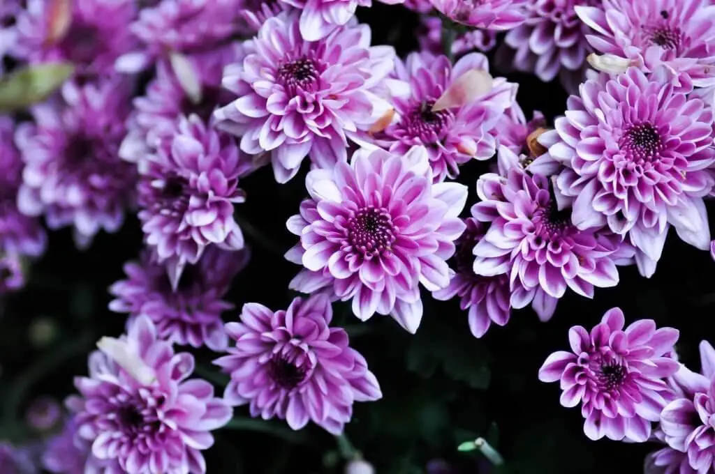 Florist’s Daisy (Chrysanthemum × morifolium).