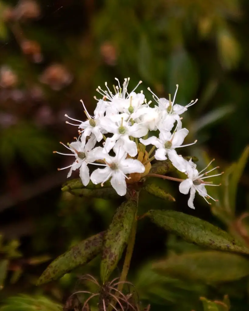 The Labrador Tea Plant (Rhododendron groenlandicum)