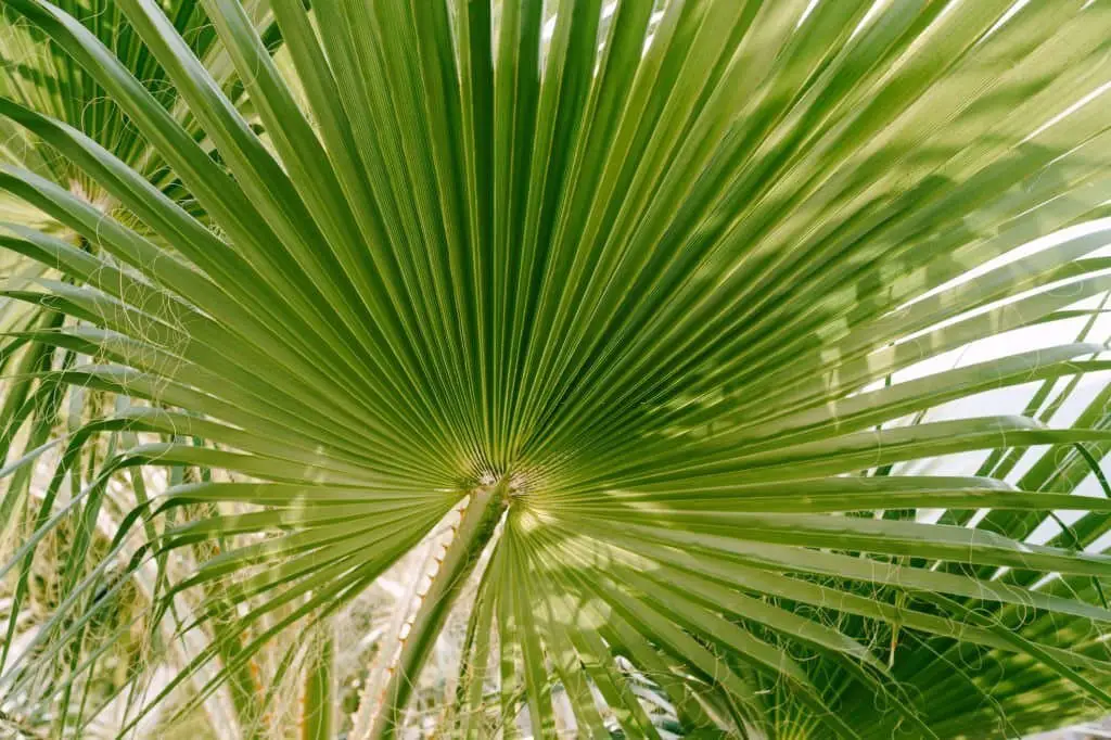 Sabal Palm or Cabbage Palm (Sabal palmetto).