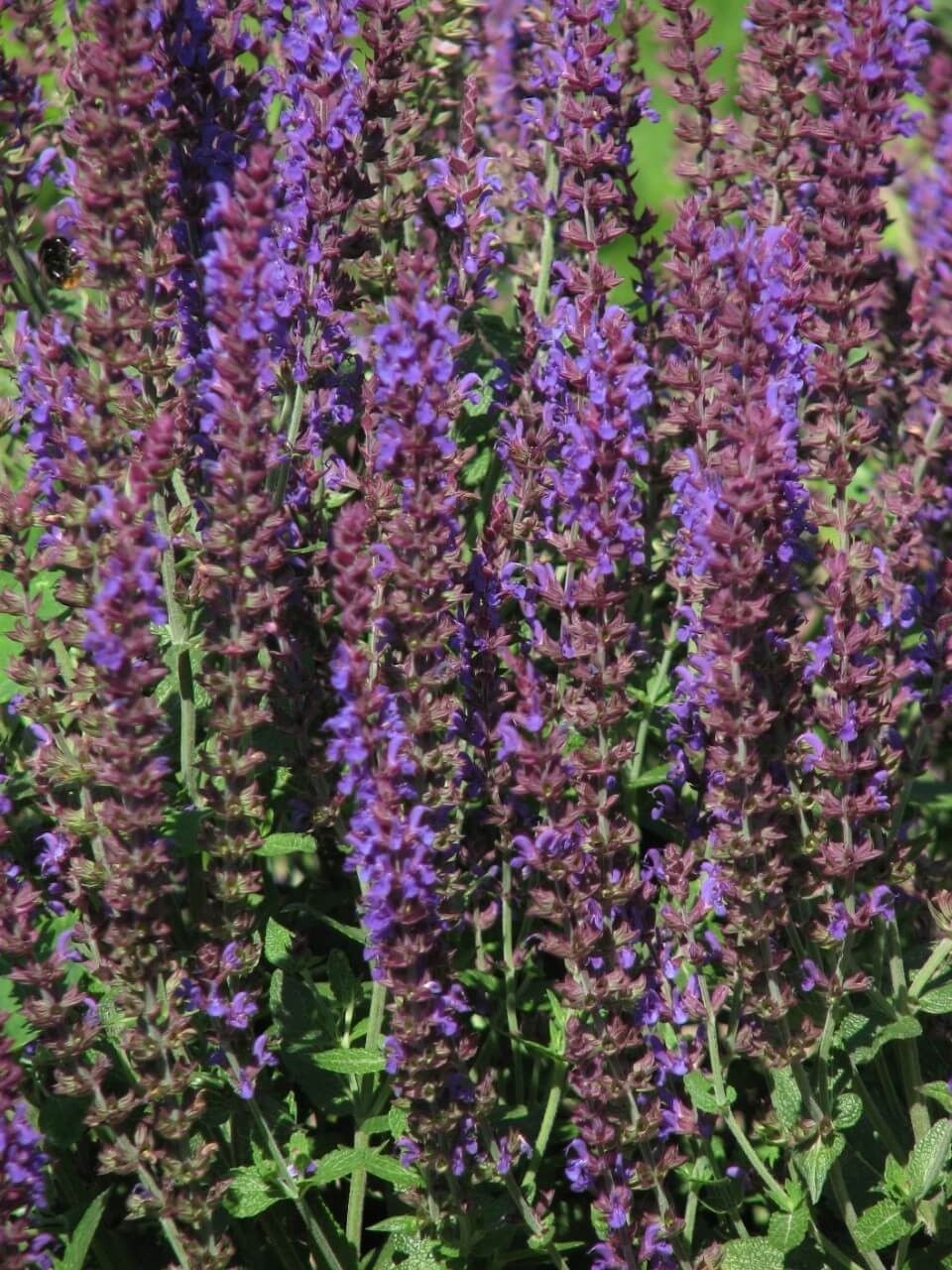 Selecting a Wood Sage Cultivar to Buy to Attract Beneficial Insects