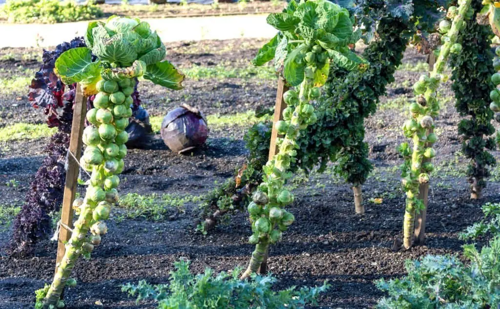 Brussels sprouts.