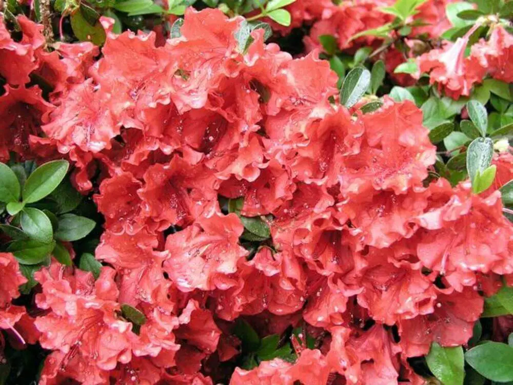 Hot Shot Azalea (Rhododendron ‘Girard’s Hot Shot’)