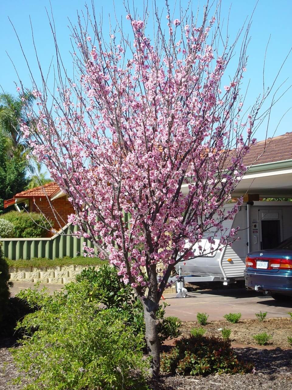 Plum trees