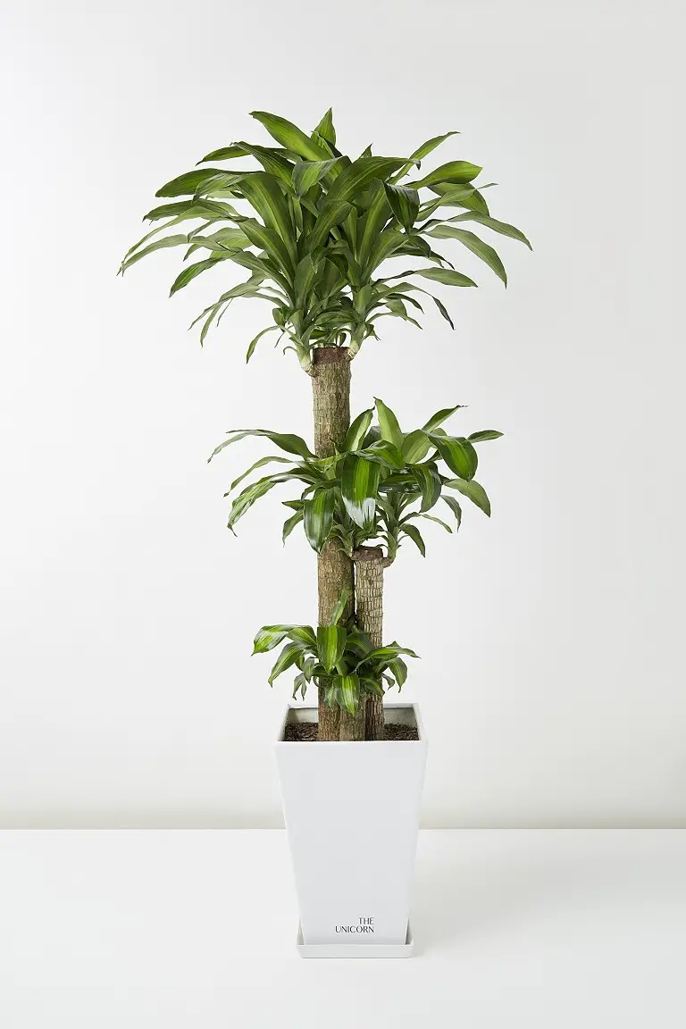 #7. Dracaena fragrans”Janet Craig”