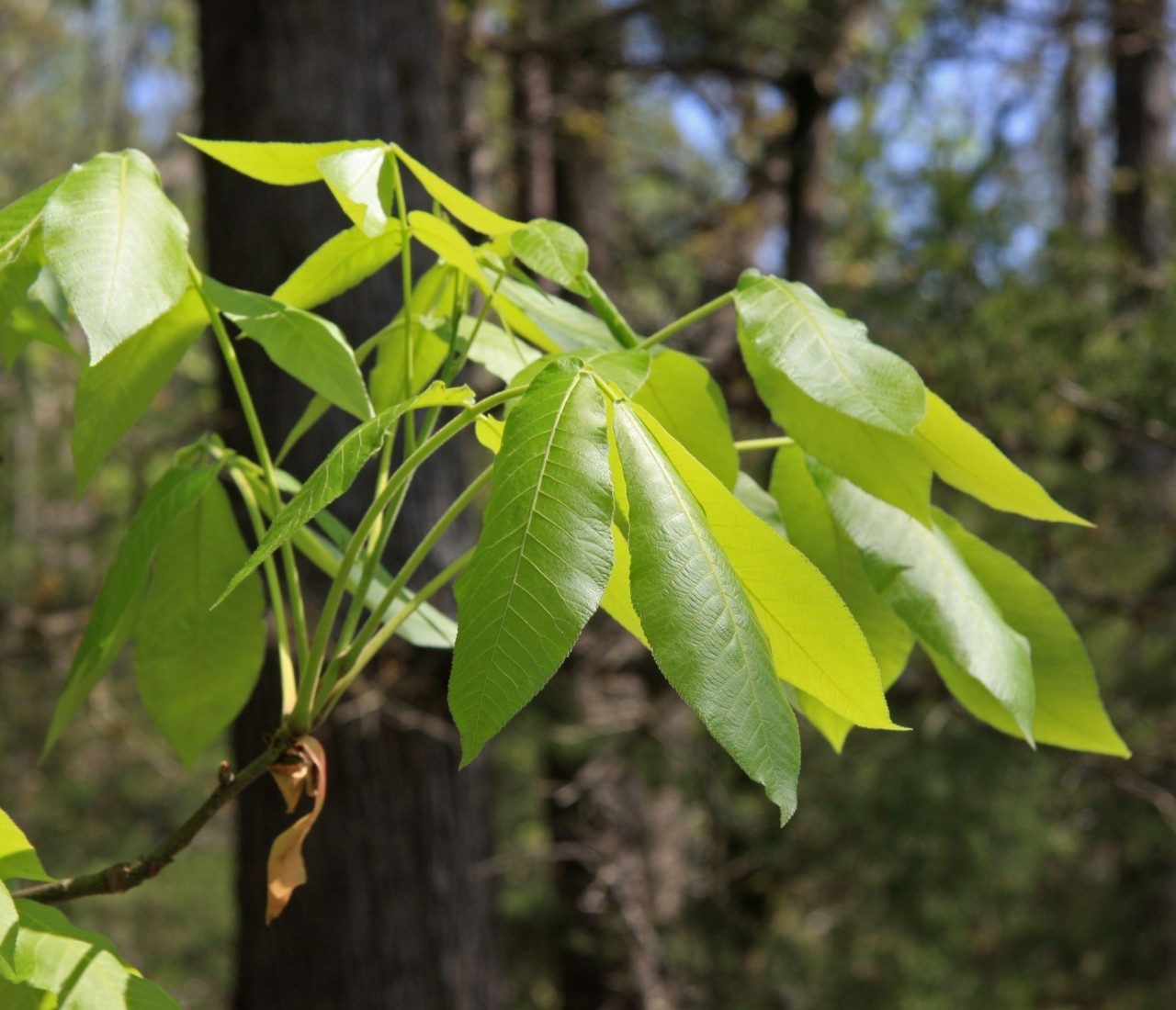 Hickory tree leaves