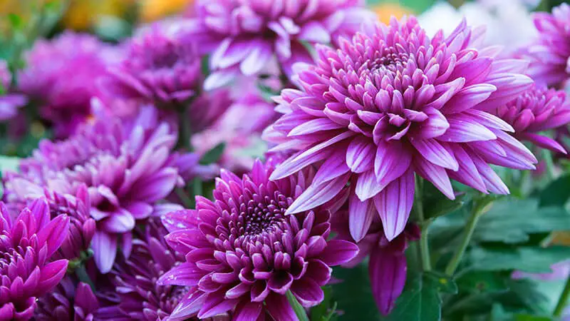 #3. Chrysanthemum Chrysanthemum x grandiflorum