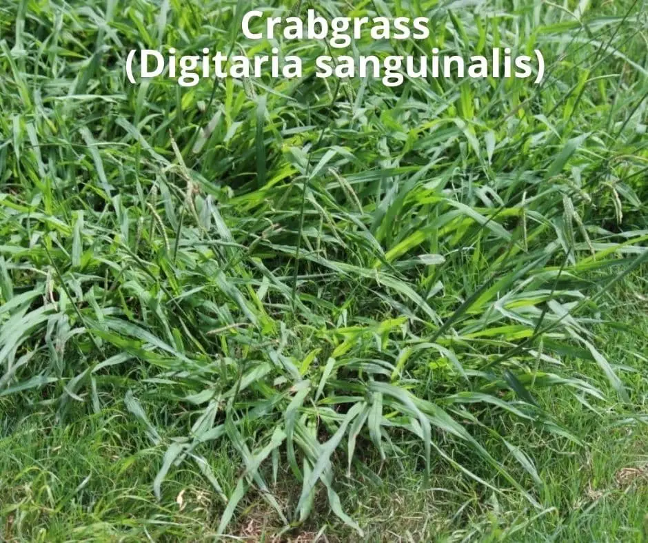 Crabgrass (Digitaria sanguinalis)