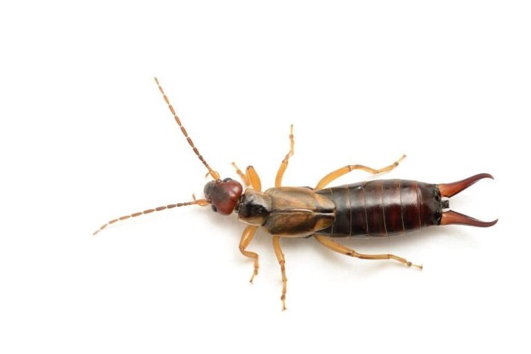 11 Bugs That Look Like Earwigs And How To Get Rid Of Them