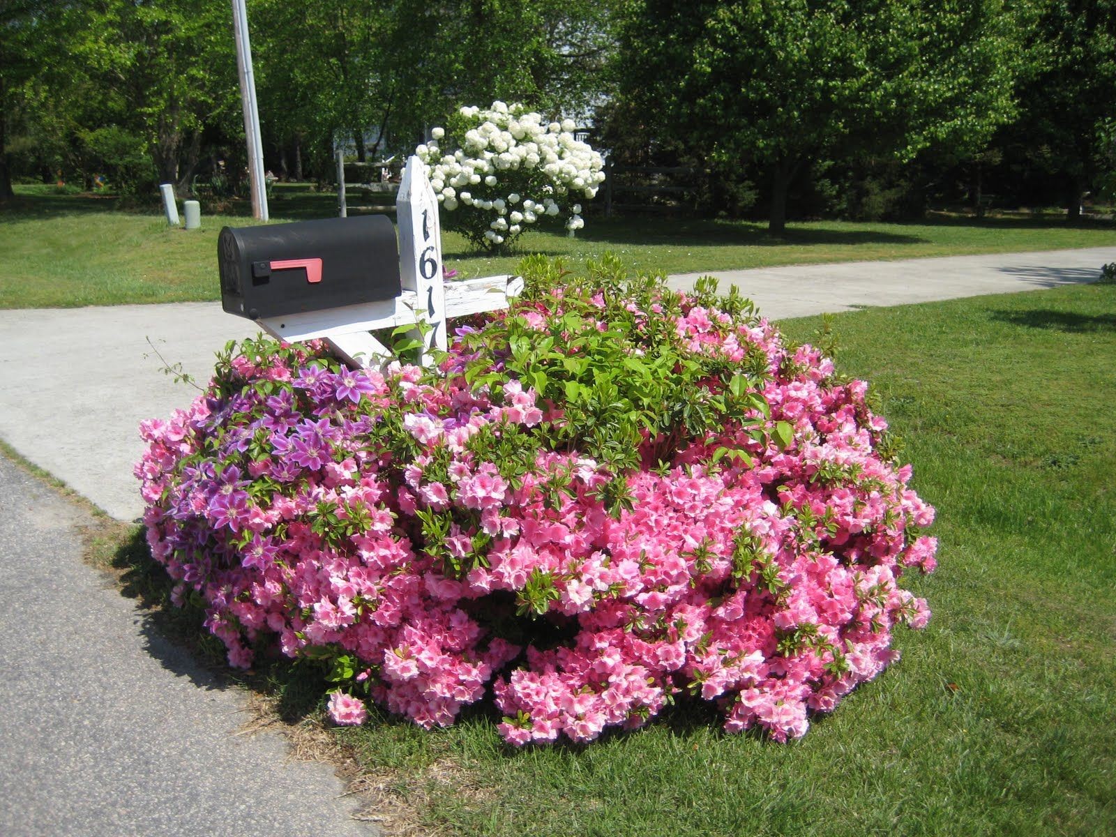 Mailbox Surrounded by Charming Flowers