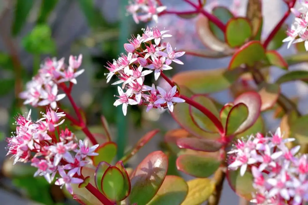 Crassula Ovata Pink Beauty (Pink Jade)