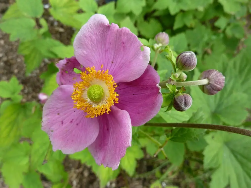 Anemone hupehensis ‘Hadspen Abundance’