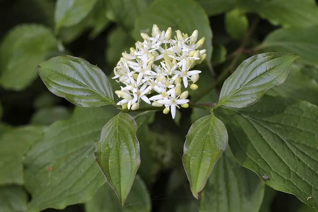 Red twig dogwood (Cornus sericea)