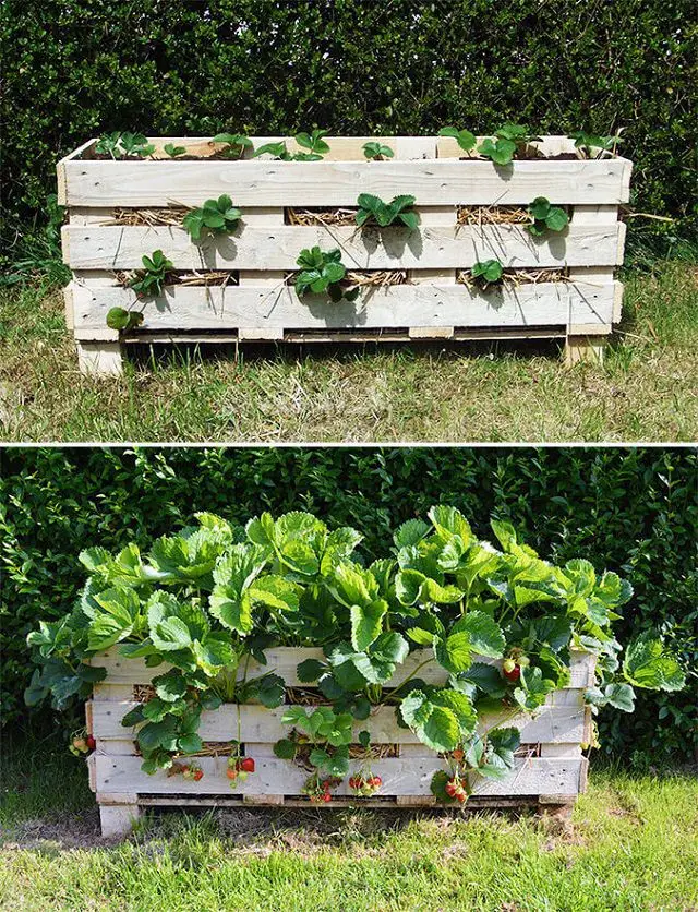 Strawberry Pallet Planter