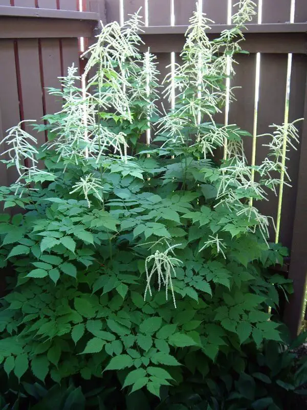 Garden Landscape Enhanced With White Flowers