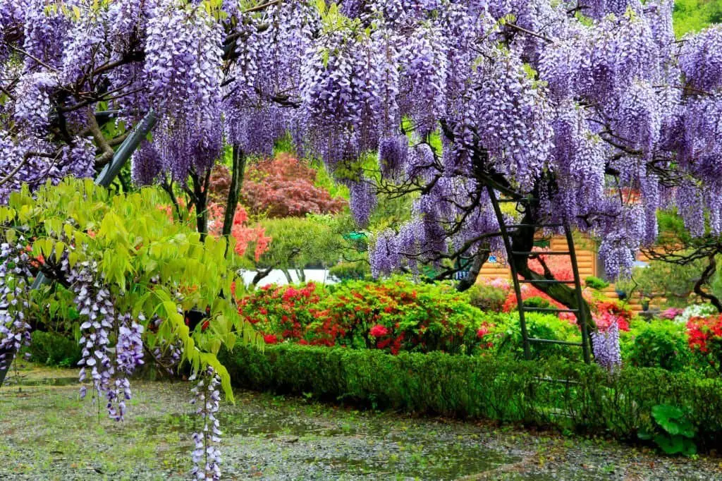 Purple Wisteria Tree.