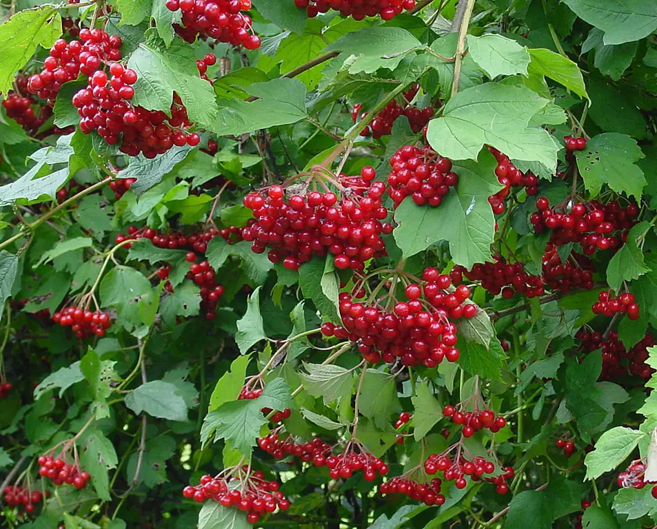 Colorful Viburnum Berries to Feed Birds