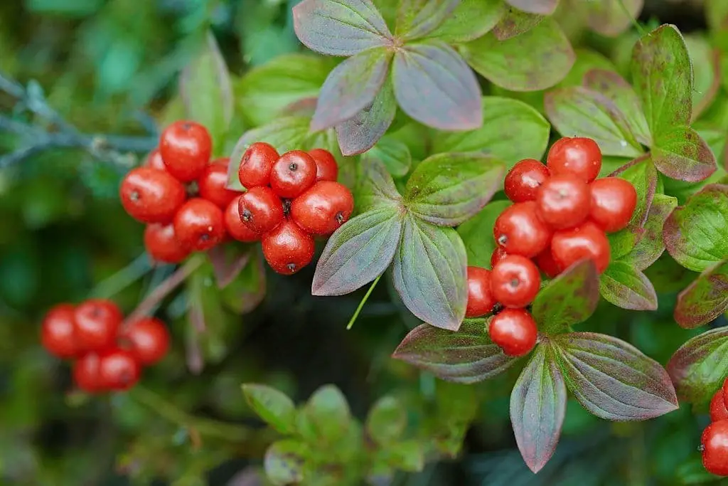 Swedish cornel (Cornus suecica)