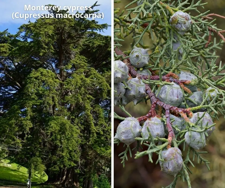 Monterey cypress (Cupressus macrocarpa)