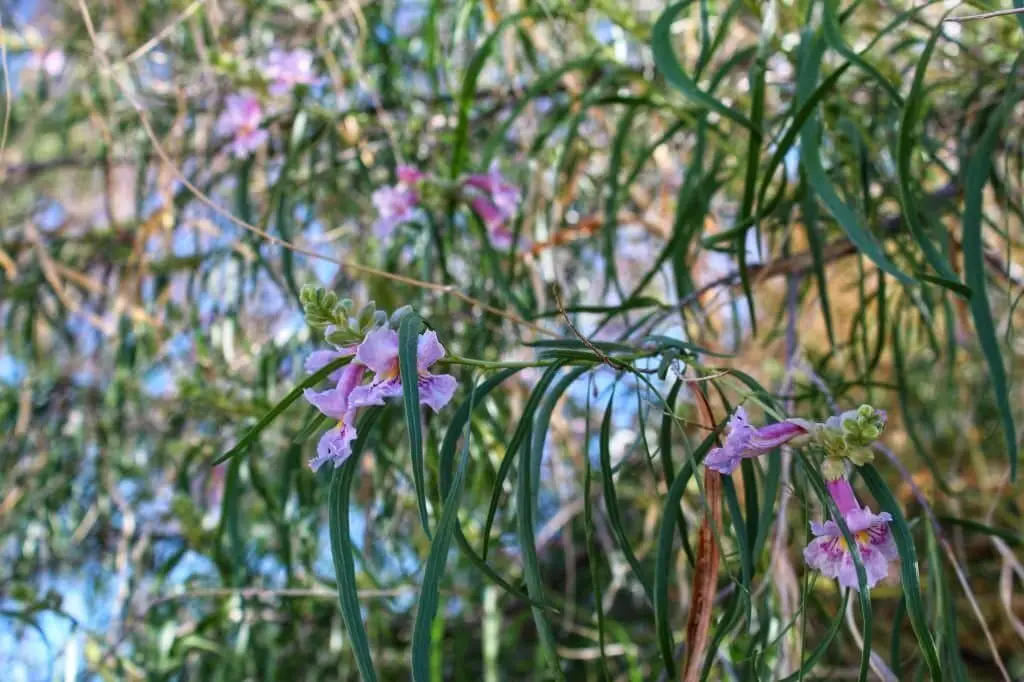 Desert Willow (Chilopsis linearis).