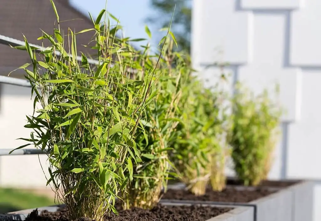 Umbrella Bamboo (Fargesia murielae)