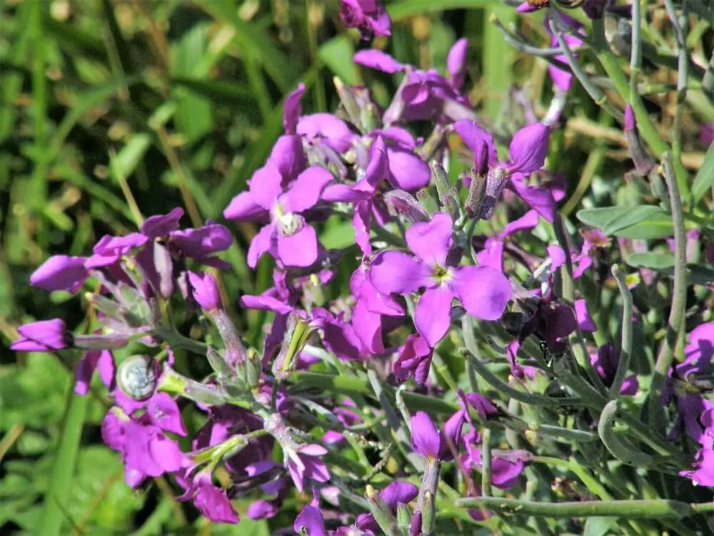 Matthiola Incana or Stocks