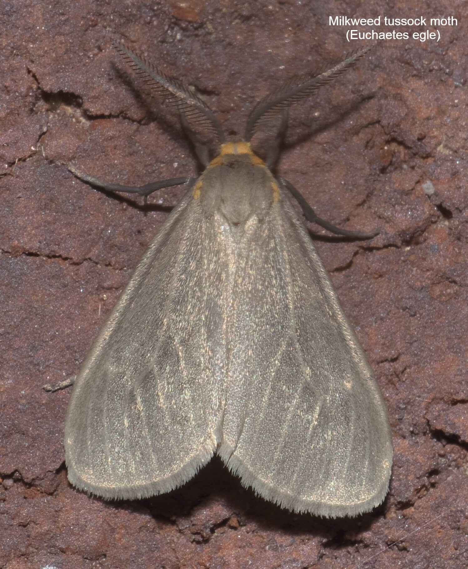 Milkweed tussock moth (Euchaetes egle)